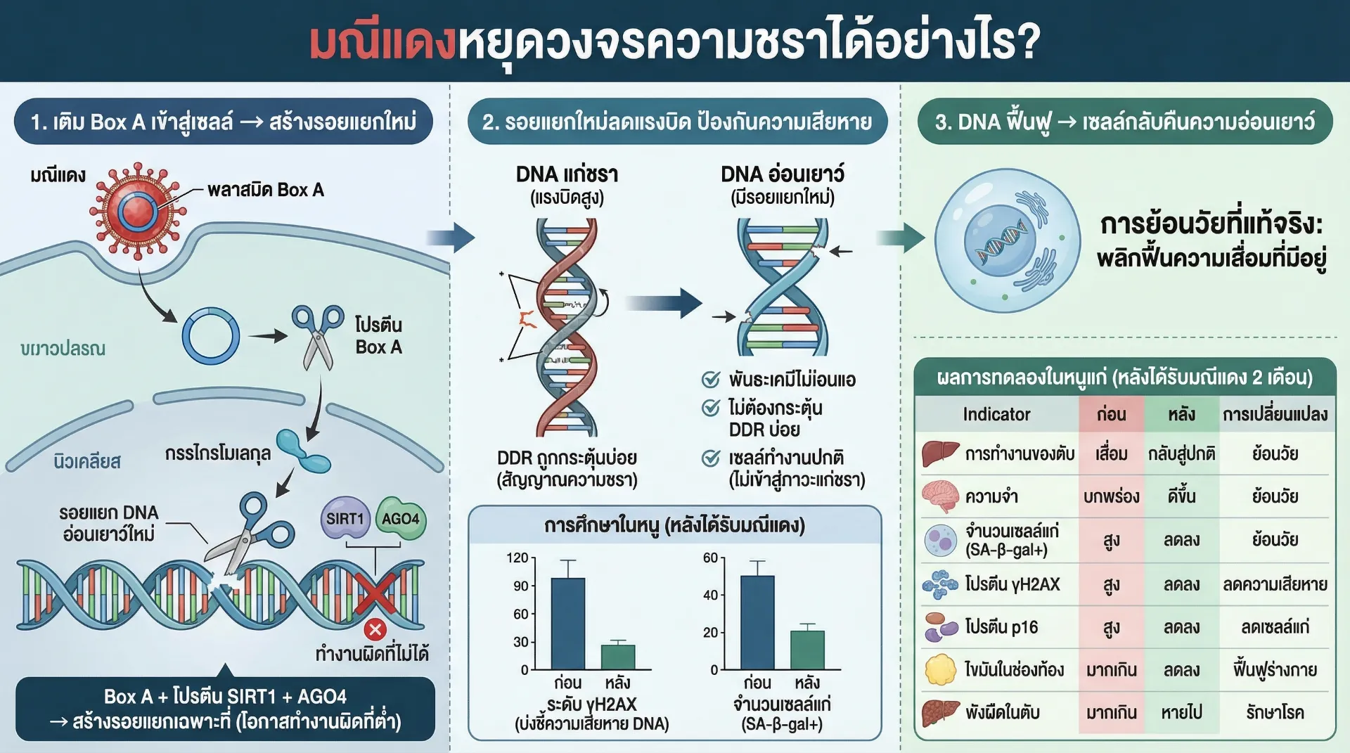 how redgems stop aging